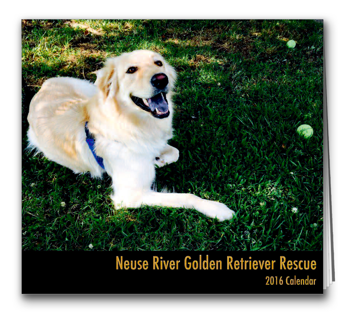 neuse river golden retriever animal rescue neuse river golden retriever animal rescue